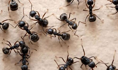 CONTROLE DE FORMIGAS