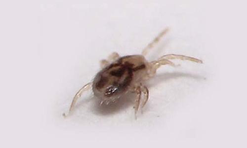 CONTROLE DE PIOLHO-DE-POMBO