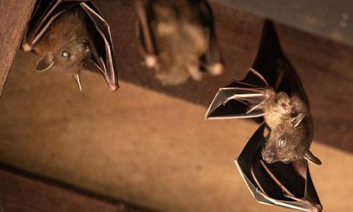 CONTROLE DE MORCEGOS