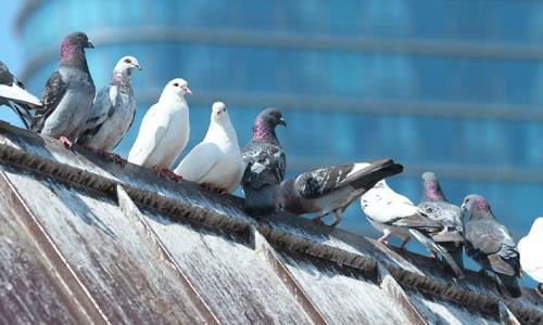 CONTROLE DE POMBOS E AVES EM GERAL