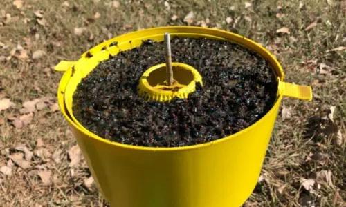 CONTROLE DE MOSCAS (ISCA NATURAL)